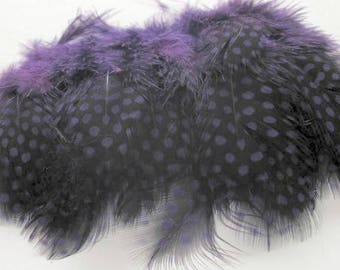 Loose Guinea Fowl Feathers - Purple