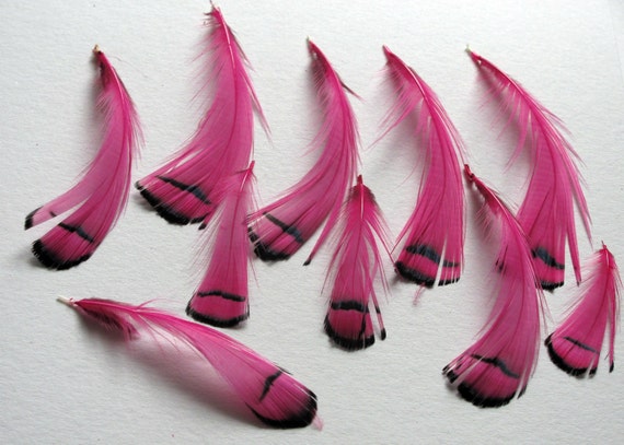 Lady Amherst Pheasant Tippet Feathers Pink | Etsy