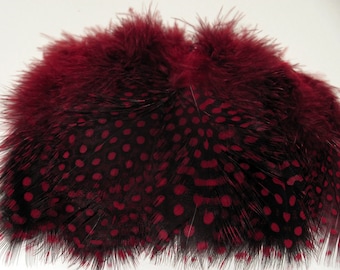 Guinea Fowl Feathers - Claret