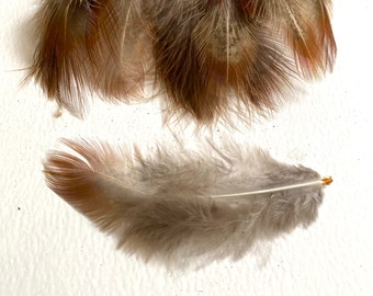 Ten Ringneck Pheasant Body Feathers