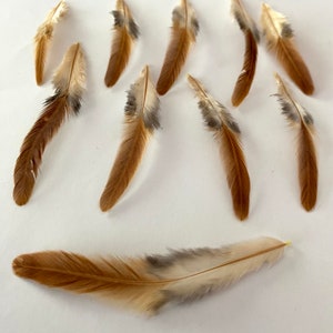 10 Hen Feathers - Natural Brown