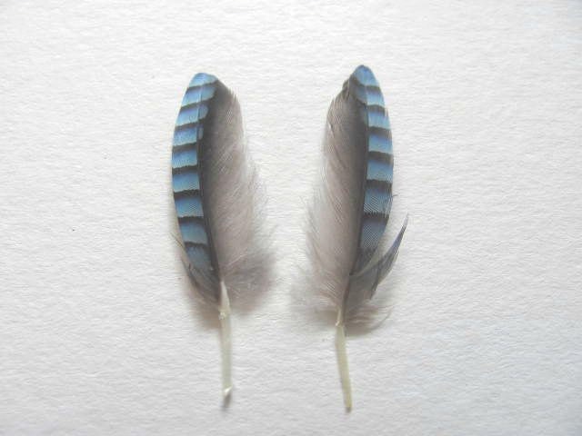 Blue Jay Feathers Etsy