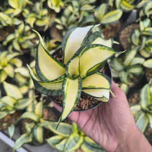 Sansevieria Golden - Etsy