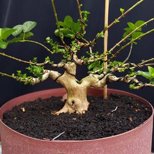 Puede incluir: Un bonsái en una maceta de color marrón rojizo. El árbol tiene un tronco y ramas de color marrón claro, con hojas verdes y nuevos brotes. Las ramas están moldeadas con alambre. La maceta está llena de tierra oscura y una estaca de madera sostiene el árbol.