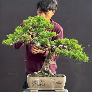 Op de afbeelding: Een groene bonsai-boom met een dikke, getextureerde stam en weelderig, heldergroen gebladerte. De bonsai staat in een rechthoekige, lichtbruine pot met een decoratief ontwerp. De boom staat op een kleine houten kruk.