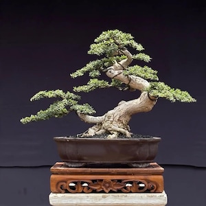 Bonsai di Desmodium blue bell, albero tropicale. /Ficus /Tiger Brack /Nebari /Acero /Albero giapponese