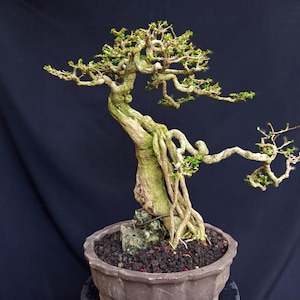 Premna Microphylla Bonsai Tropical Tree. |Ficus |Tiger Brack |Nebari |Maple |Japanese Tree