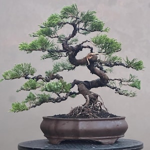 Árbol bonsái Juniperus Chinensis de tronco retorcido, tamaño mediano. Planta viva.