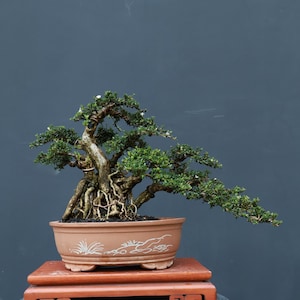 Bonsai vivo. Serissa Foetida. Ficus de pequeno porte - Tiger Brek - Bordo japonês.
