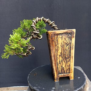 Juniperus Chinensis Bonsai Tree small Size Live Plant