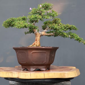 Può includere: Un bonsai con foglie verdi e piccoli fiori viola, caratterizzato da fili metallici argentati avvolti attorno ai rami. L'albero è piantato in un vaso di ceramica esagonale marrone con un bordo largo e piedini decorativi corti.
