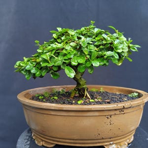 May include: A small bonsai tree with vibrant green leaves and a textured trunk. The tree is planted in a brown, oval-shaped ceramic pot. The background is a dark blue-gray, providing contrast to the plant's bright foliage. The bonsai is a miniature tree.