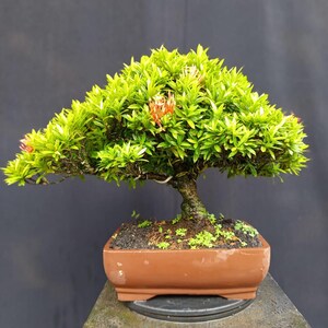 Può includere: Un bonsai con foglie verde brillante e piccoli fiori rossi. L'albero è piantato in un vaso rettangolare marrone e poggia su un piedistallo di pietra. Lo sfondo è grigio scuro.