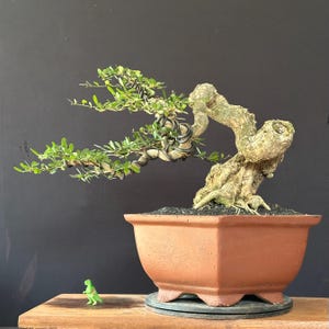 Desmodium blue bell Bonsai Tropical Tree. |Ficus |Tiger Brack |Nebari |Maple |Japanese Tree