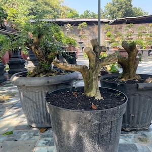 May include: Three bonsai trees in large, dark gray plastic pots. The central tree features a thick, textured, light brown trunk with pruned branches. The other two trees have dense green foliage and gnarled trunks, all displayed in a garden setting.