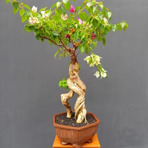japanische kamelie bonsai Japanische Kamelie ‘Mathotiana Rosea’ main image 1