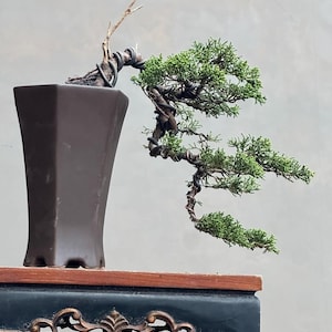 Puede incluir: Un bonsái con follaje verde y un tronco retorcido, plantado en una maceta marrón en forma de trapecio. La maceta se encuentra sobre un soporte negro decorativo con detalles dorados. Las ramas del árbol se extienden con gracia.