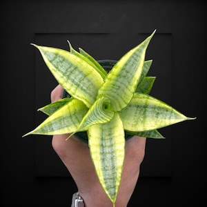 Może przedstawiać: Widok z góry na roślinę Sansewieria, znaną również jako wężownica, z długimi, spiczastymi liśćmi. Liście są w żywym zielonym kolorze z żółtymi obrzeżami i wzorem w paski. Roślina znajduje się w ciemnozielonej doniczce.