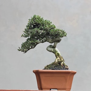 Live Bonsai Tree. Serissa Foetida. Small Size Ficus  Tiger Brek  Japanese maple