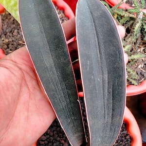 Sansevieria Baseball Bat - Etsy