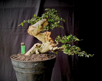 Árbol Bonsái Premna Microphylla