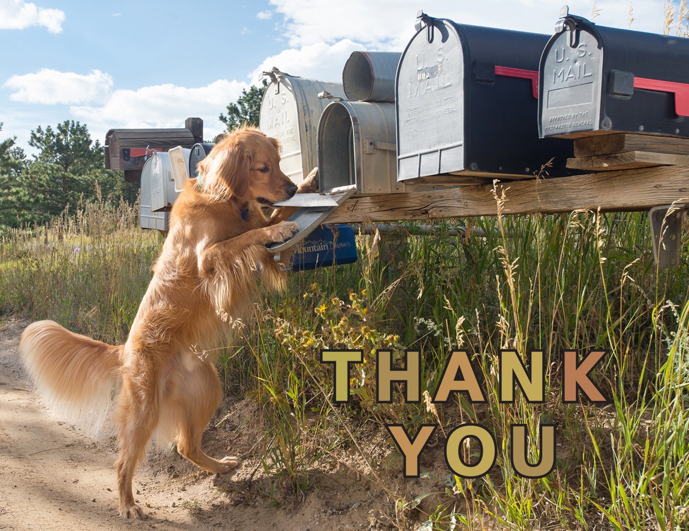 Golden Retriever thank you cards set of 4 Etsy