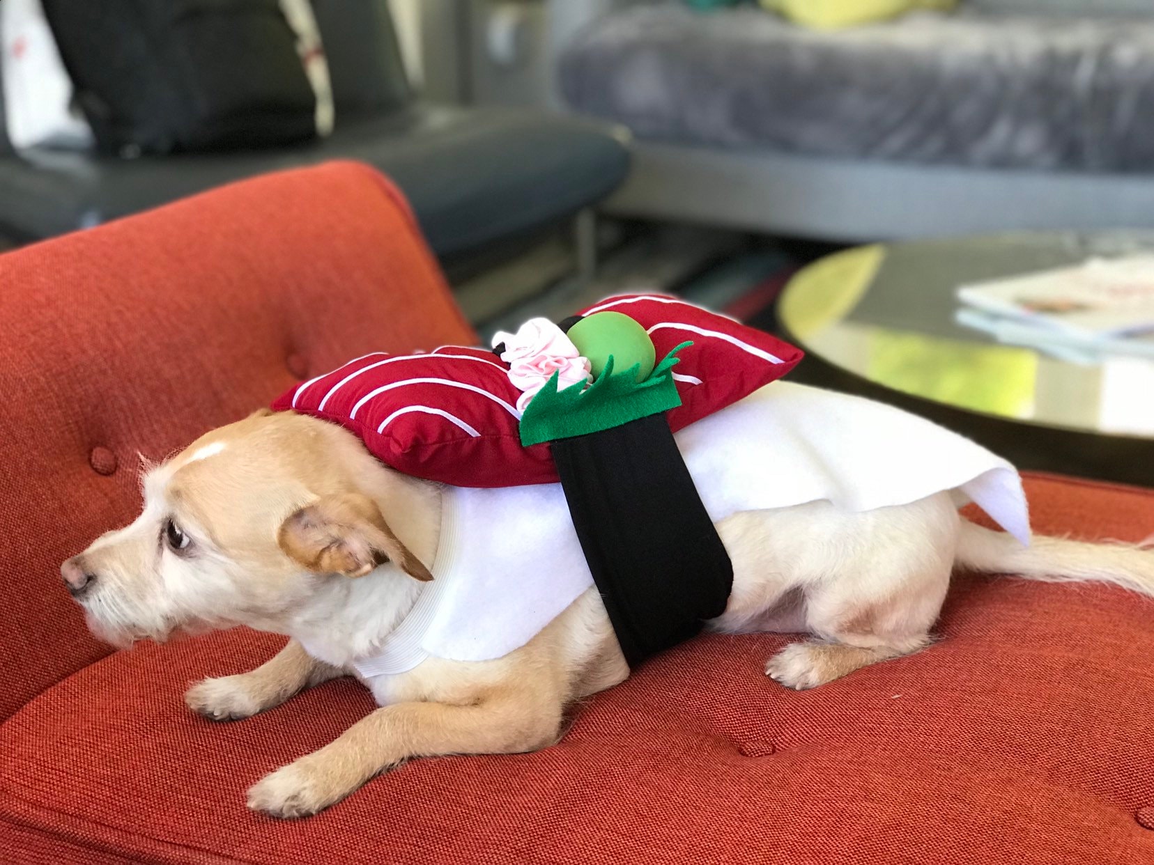 Tuna Sushi Costume for Dog and Pets Etsy