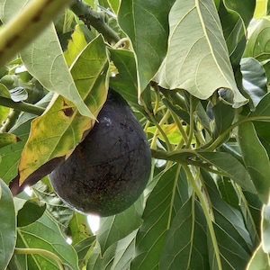 May include: A dark purple, oval-shaped avocado hanging from a branch surrounded by numerous large, vibrant green leaves. The fruit has a textured, matte skin and is positioned centrally among the dense foliage of the avocado tree.