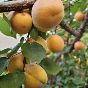 May include: Several ripe, round apricots with fuzzy, golden-orange skin hanging from a tree branch. The fruit features a distinct vertical crease and is surrounded by green, serrated leaves. The branches are brown and textured, with more apricots visible in the blurred background.
