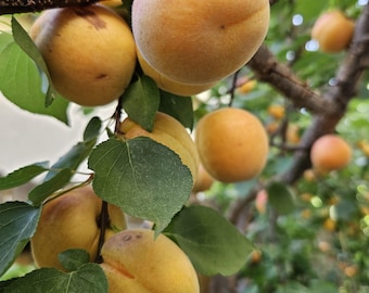 Flavor Delight Aprium Apricot-Plum Hybrid Scion Wood Cuttings For Grafting UNROOTED