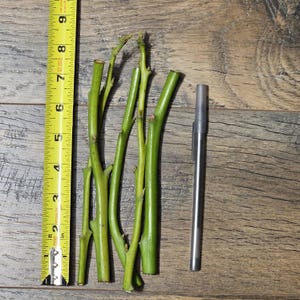 May include: Four green plant cuttings with small nodes and buds arranged vertically. A yellow Stanley measuring tape is positioned to the left, showing the cuttings range from approximately 6 to 8 inches in length. A thin grey pen sits to the right.