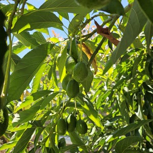 May include: A cluster of small, green, oval-shaped avocados hanging from the branches of a tree. The fruit features a textured, bumpy skin and is surrounded by numerous bright green, pointed leaves under a clear blue sky in bright sunlight.