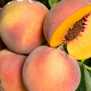 O' Henry Yellow Peach Scion Wood Cuttings For Grafting UNROOTED