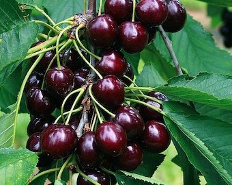 Van Sweet Cherry Scion Wood Cuttings For Grafting UNROOTED