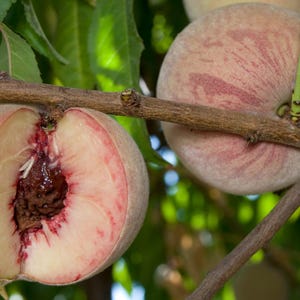 Indian Free White Peach Scion Wood Cuttings For Grafting UNROOTED