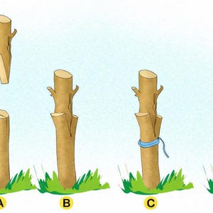 May include: A four-step instructional diagram showing the process of grafting a plant. The illustration depicts scionwood being joined to rootstock, labeled A, B, C, and D, with a red arrow indicating the movement and blue tape securing the graft.