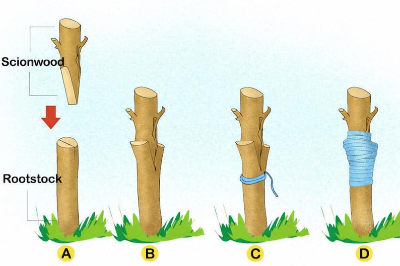 May include: A four-step instructional diagram showing the process of grafting a plant. The illustration depicts scionwood being joined to rootstock, labeled A, B, C, and D, with a red arrow indicating the movement and blue tape securing the graft.
