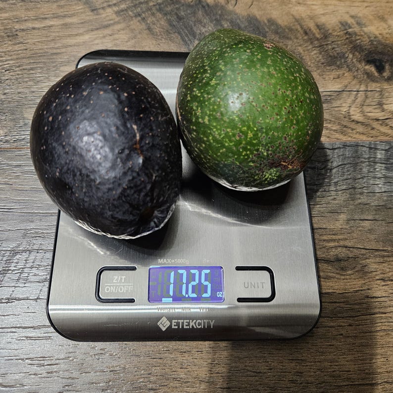 May include: Two whole avocados, one dark purple-black and one bright green, resting on a rectangular stainless steel digital kitchen scale. The scale display shows a weight of 17.25 ounces, with the brand name Etekcity printed on the front.