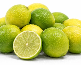 Bearss Persian Tahiti Seedless Lime Citrus Scion Wood Cuttings For Grafting UNROOTED