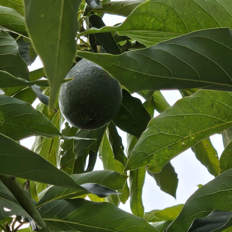 May include: A single dark green avocado hanging from a branch surrounded by numerous large, pointed, vibrant green leaves. The fruit has a textured, bumpy skin and is positioned centrally among the dense foliage of the avocado tree.