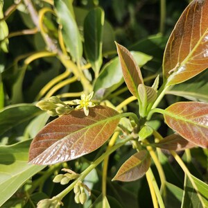 May include: An avocado plant branch featuring a small, pale yellow flower with six petals and several unopened buds. The foliage consists of smooth, pointed leaves that transition from a deep reddish-brown color to a vibrant green hue.