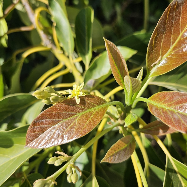 May include: An avocado plant branch featuring a small, pale yellow flower with six petals and several unopened buds. The foliage consists of smooth, pointed leaves that transition from a deep reddish-brown color to a vibrant green hue.