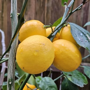 May include: Close-up of a lemon tree branch with several ripe, bright yellow lemons. The lemons have a smooth texture and are covered in water droplets. Green leaves and branches surround the fruit, with a wooden fence in the background.