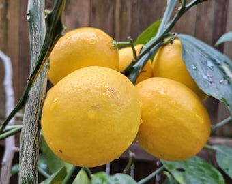 Improved Meyer Lemon Citrus Scion Wood Cuttings For Grafting UNROOTED