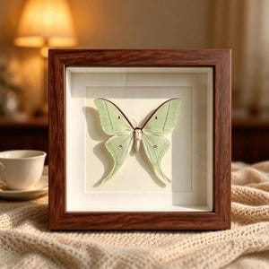 Pode incluir: Uma moldura quadrada tipo caixa com acabamento em madeira escura contém um espécime de mariposa Luna verde-pálido centralizado num fundo creme. A mariposa apresenta asas traseiras longas e alongadas com pequenas marcas circulares.