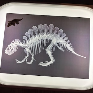 May include: An image of a dinosaur skeleton, with a small toy dinosaur above it. The skeleton is white and detailed, set against a dark gray background. The toy dinosaur is brown.