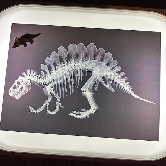 Flisat SMART FIT™ Light Box Insert | Acrylic Sensory Light Table | Montessori STEM Play