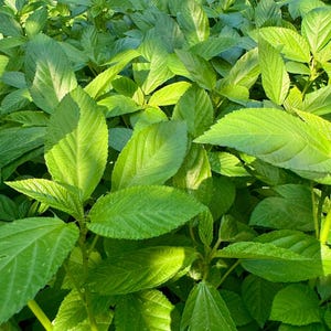 May include: A close-up of a field of bright green plants with large, textured leaves. The leaves are a vibrant green, with visible veins and a slightly rough texture. The plants are densely packed, creating a lush, natural scene.