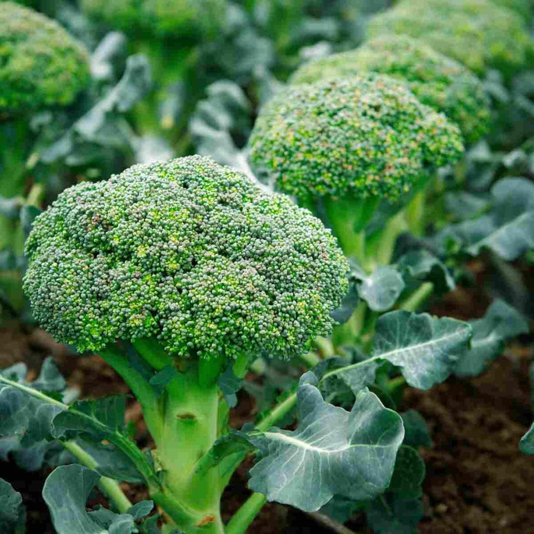Heirloom Broccoli Seeds, Easy Grow Winter Vegetable Garden, Approx. 100 ...