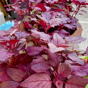 Könnte beinhalten: Nahaufnahme von leuchtend roten Amaranth-Pflanzen in Terrakotta-Töpfen. Die Blätter zeigen einen satten Burgunderfarbton mit ausgeprägter Aderung, was einen auffälligen visuellen Kontrast erzeugt. Die Pflanzen sind üppig und gesund.